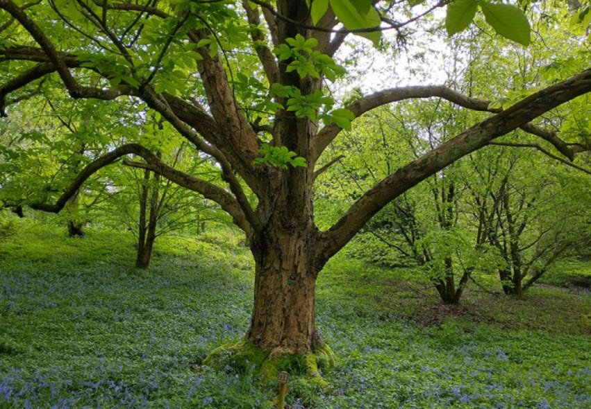 Tortworth Forest Centre and Arboretum, United Kingdom